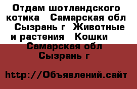 Отдам шотландского котика - Самарская обл., Сызрань г. Животные и растения » Кошки   . Самарская обл.,Сызрань г.
